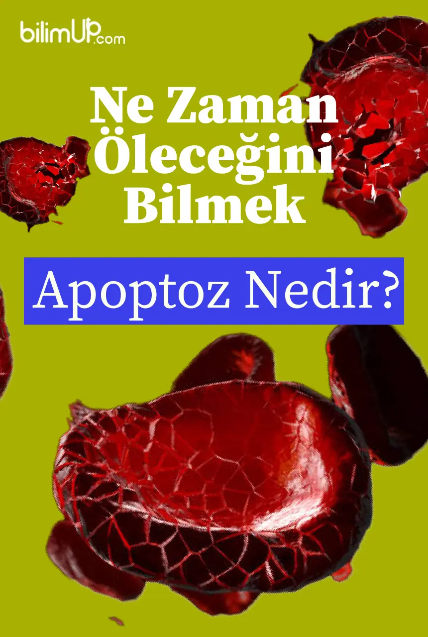 Rüyada ne zaman öleceğini söylenmesi?